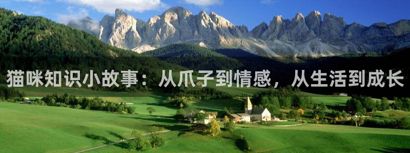 陈浩叶倾城趣笔阁：猫咪知识小故事：从爪子到情感，从生活到成长