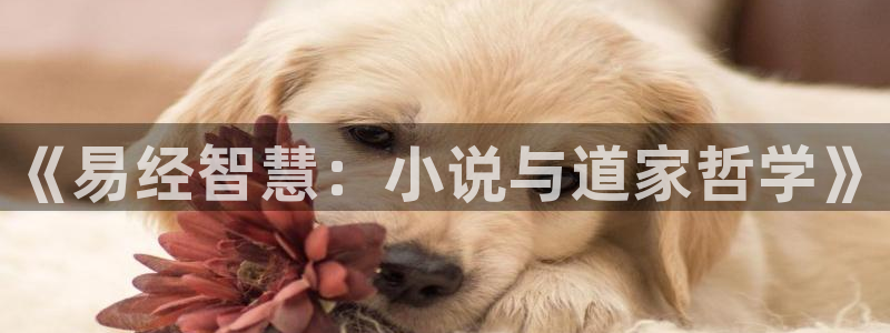 趣笔阁小说网：《易经智慧：小说与道家哲学》