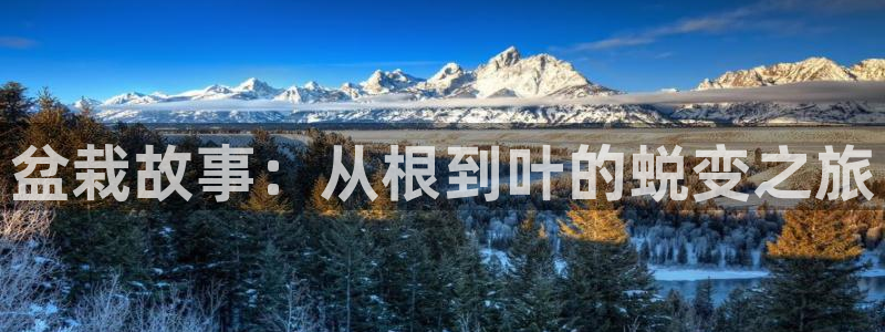 大王饶命小说趣笔阁：盆栽故事：从根到叶的蜕变之旅